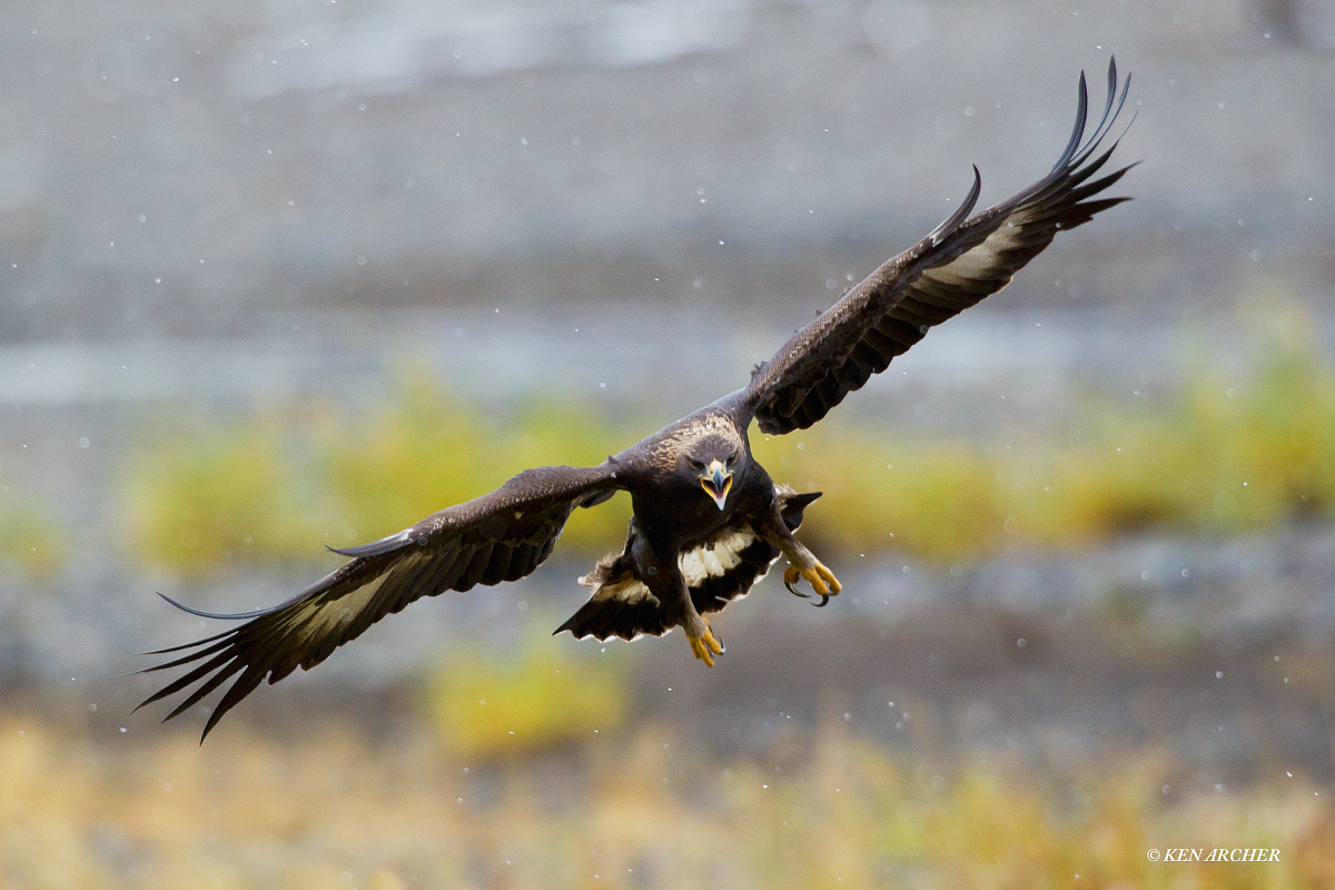 Golden Eagle