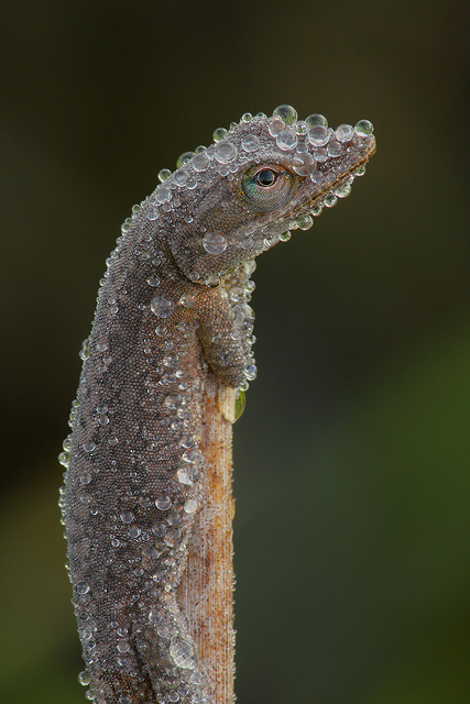 Covered w/ Dew