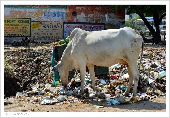 Poor Cow