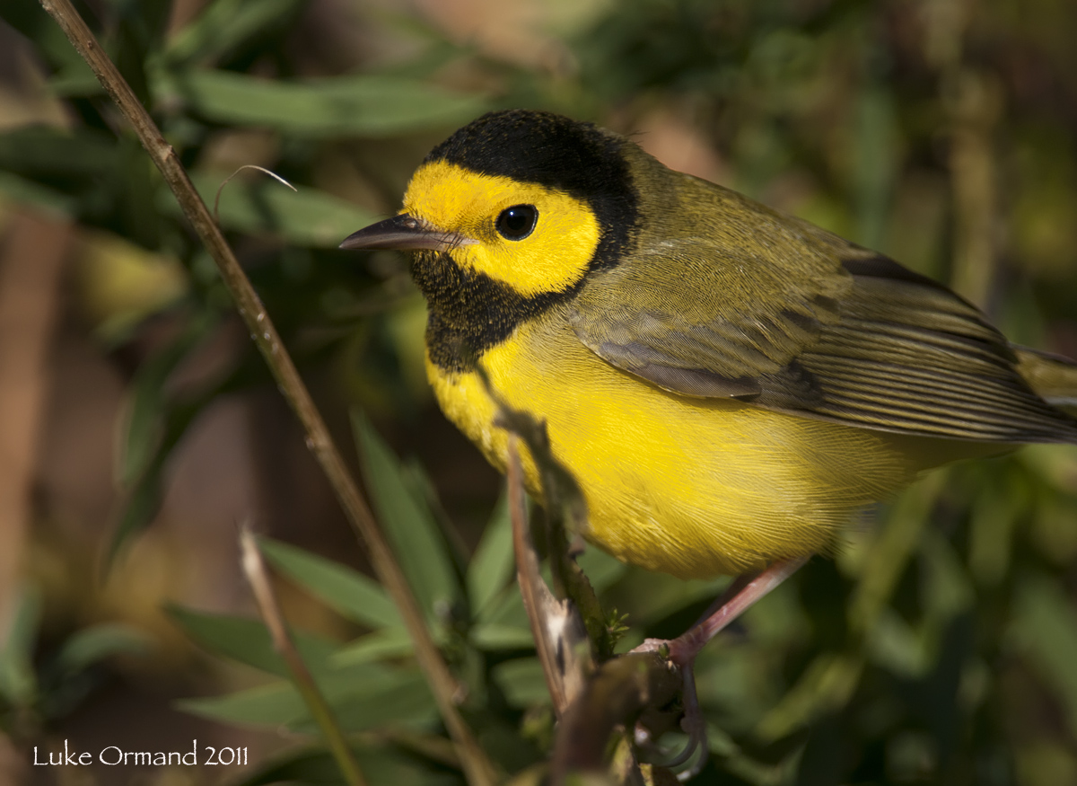Hooded Warbler 2
