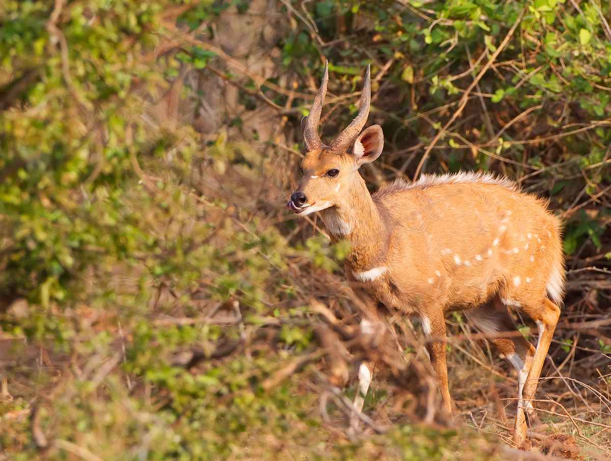 Bushbuck