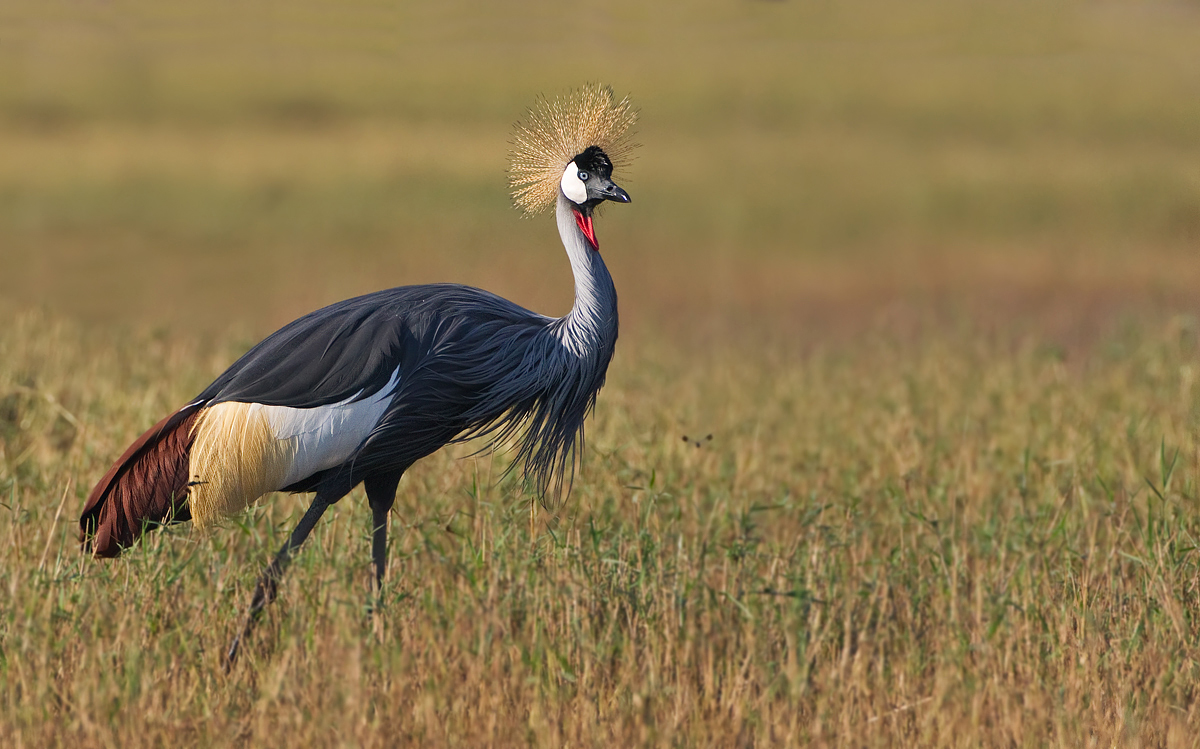 Crowned Crane