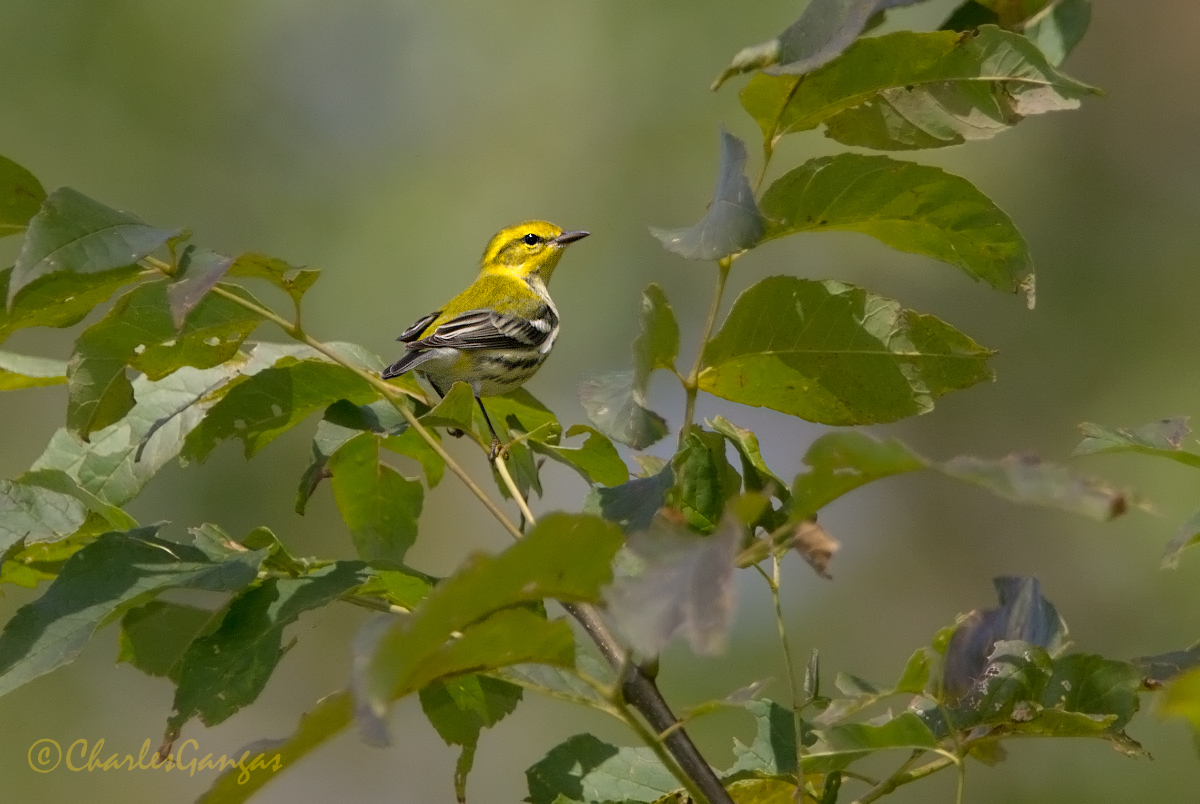 Black-throated Green