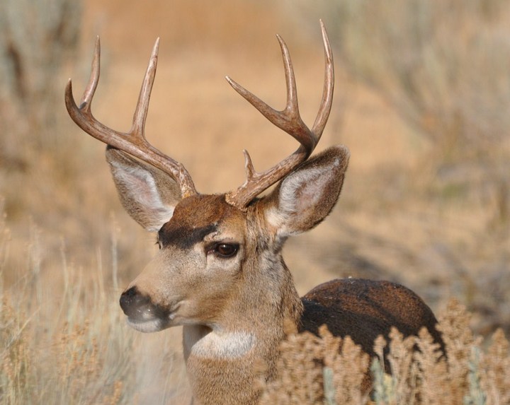 Nevada Buck