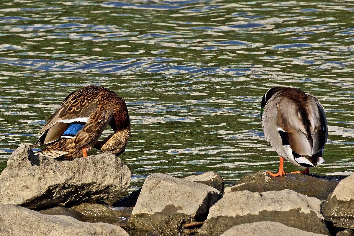 Mallard Couple Preening