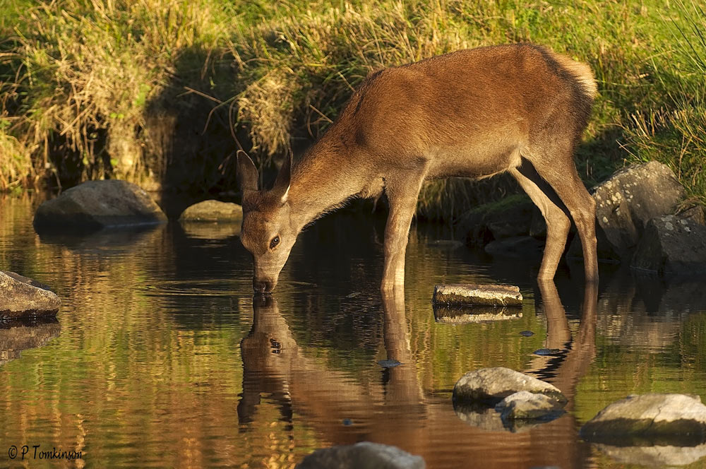 Ho Deer