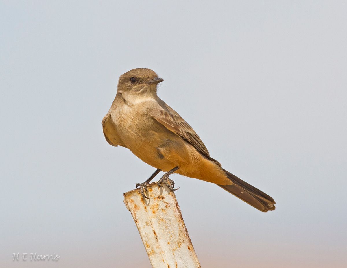 Say's Phoebe