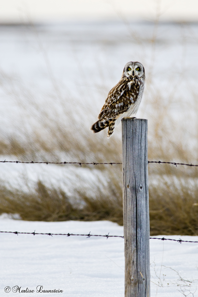 Winter Short Eared Owl