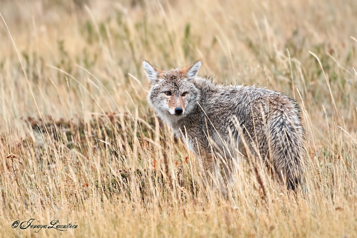 Coyote in the Rain