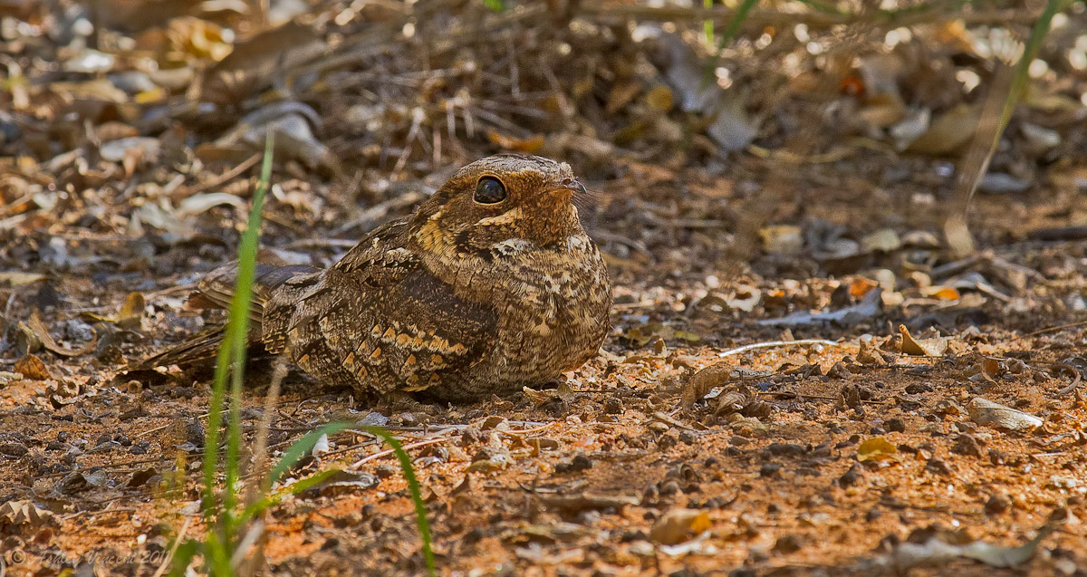 Lady Nightjar