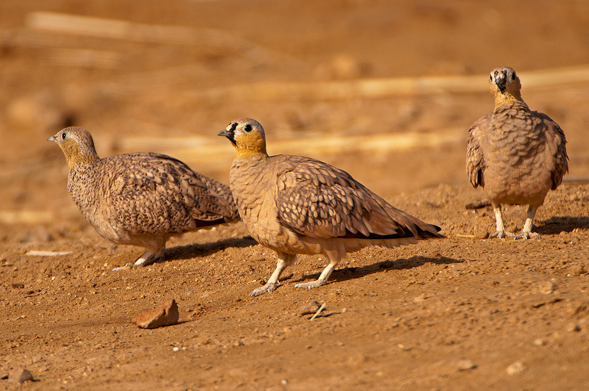 Namaqua Sandgrouse