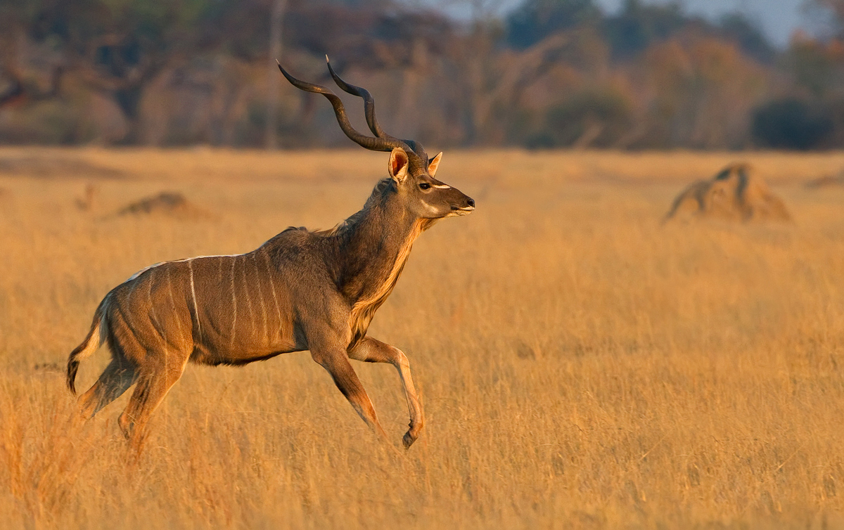 Kudu