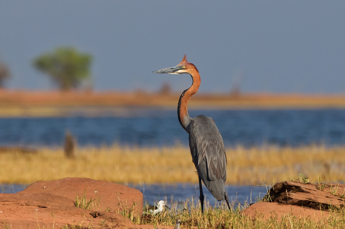 Goliath Heron