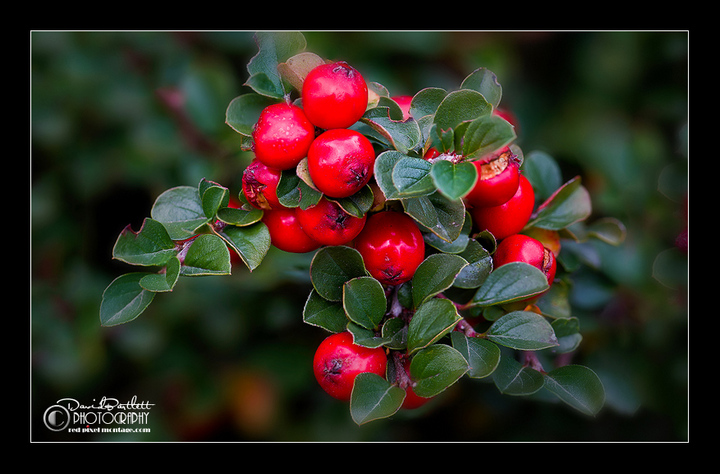 Repost - Cotoneaster Berries 