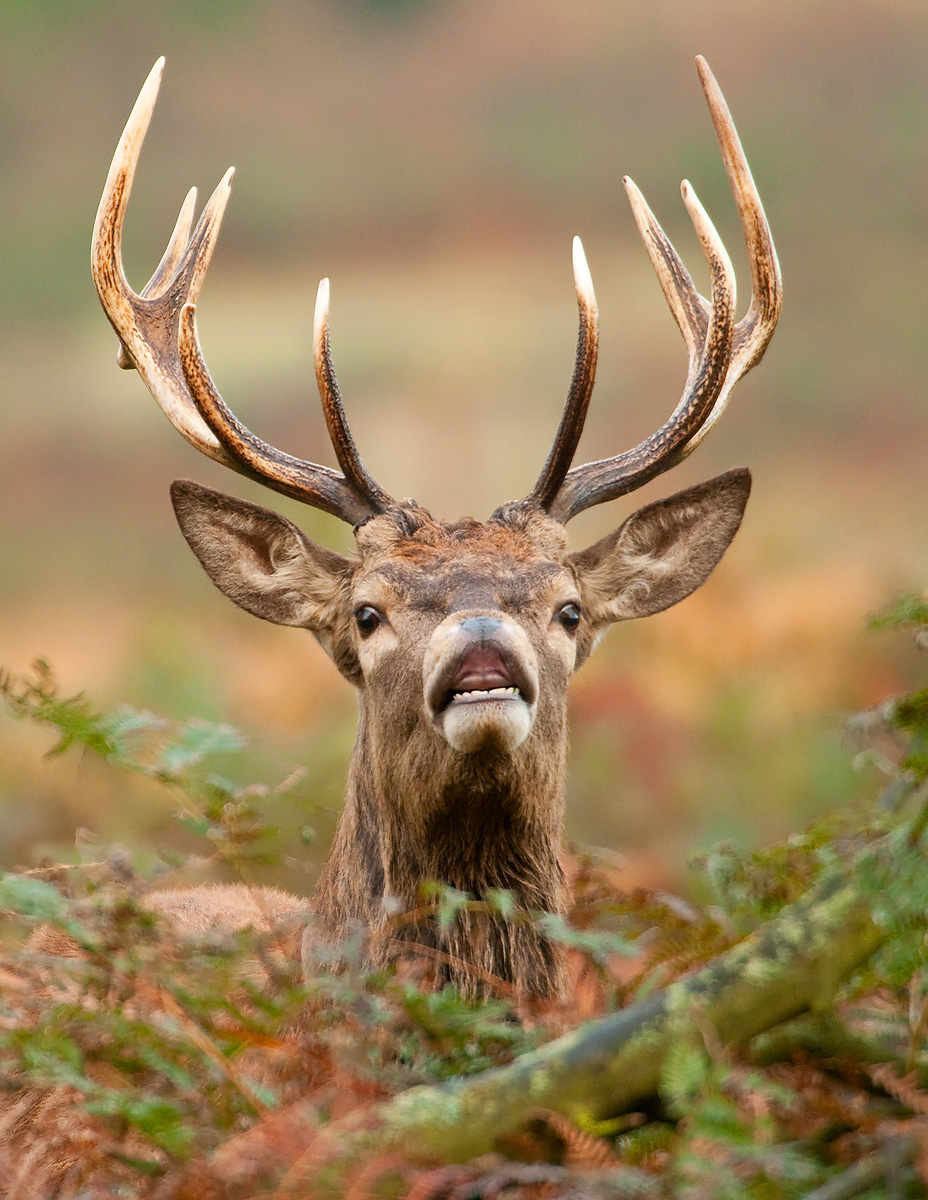 Red Deer Stag