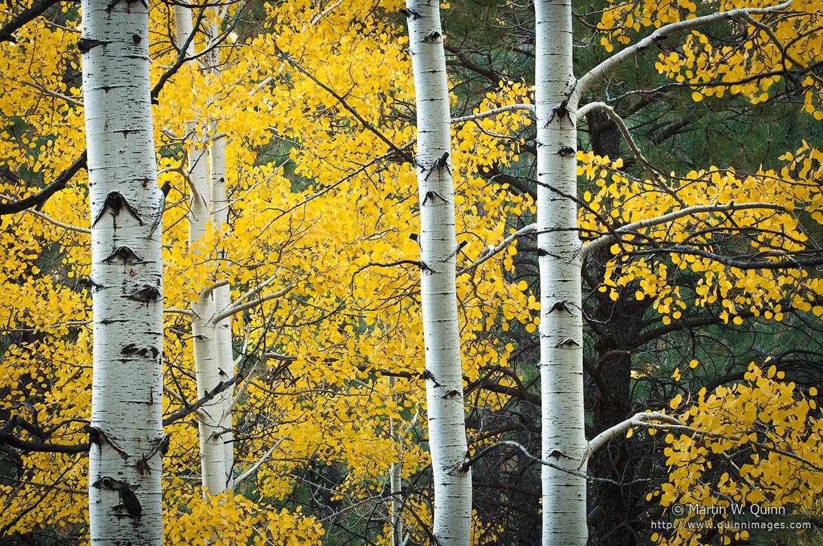 Flagstaff Apsens