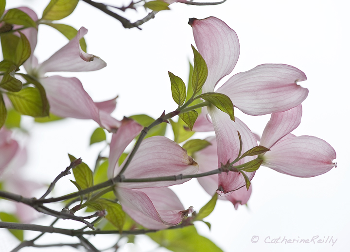Pink Dogwood + REPOST