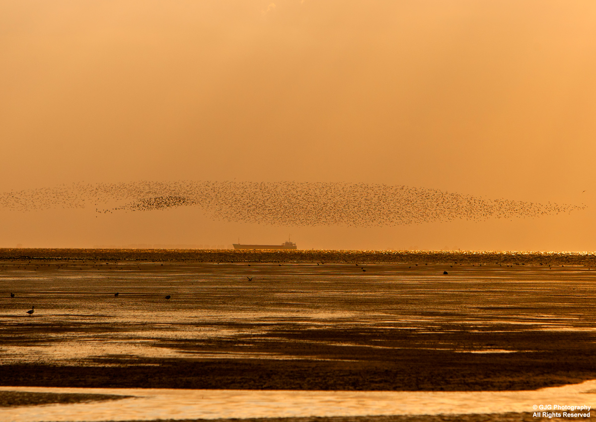Knot at sunset