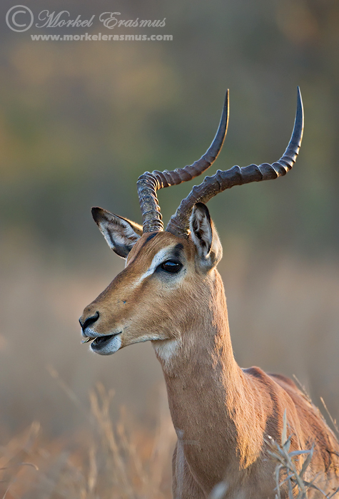 Impala Portrait