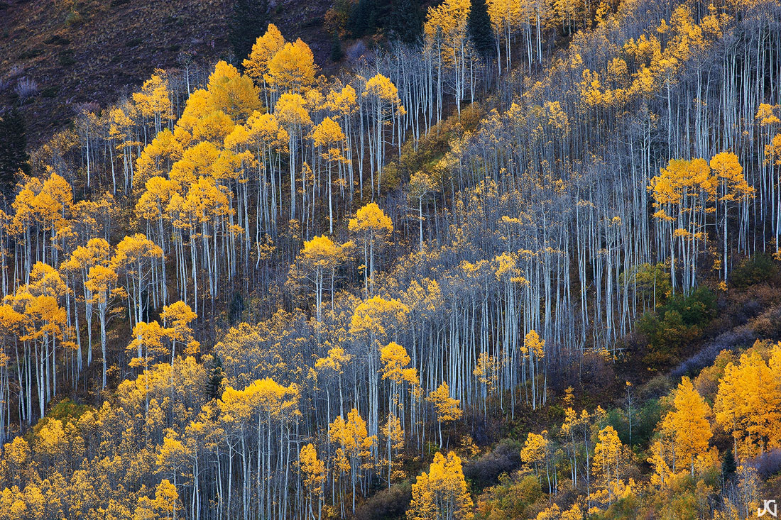 Fall Lines 