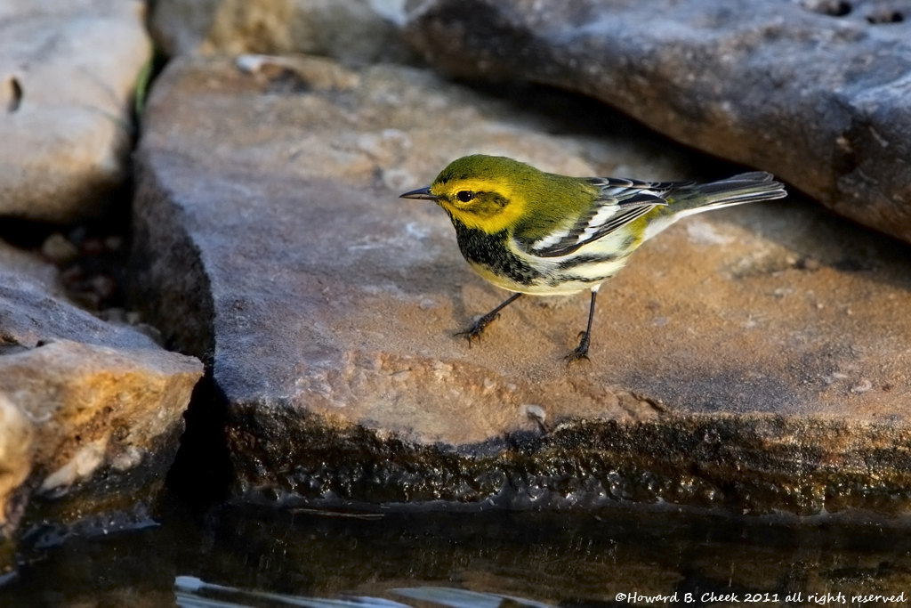 Black-throated Warbler