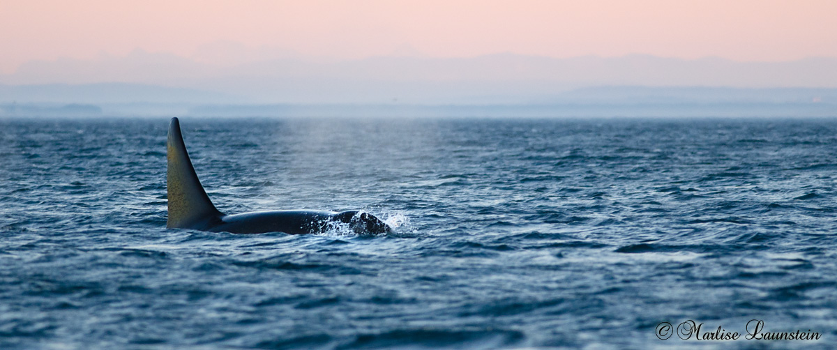 Bull Orca at Sunset