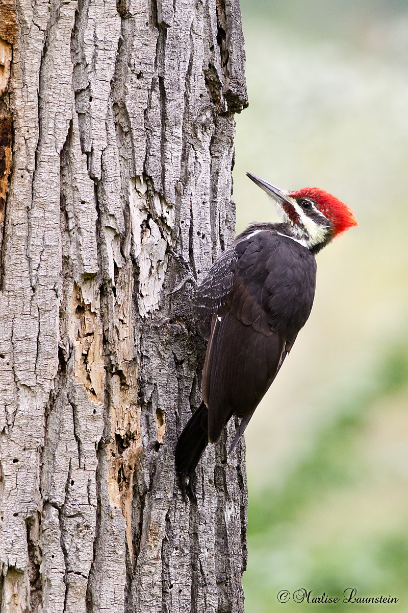 Woodpecker + REPOST