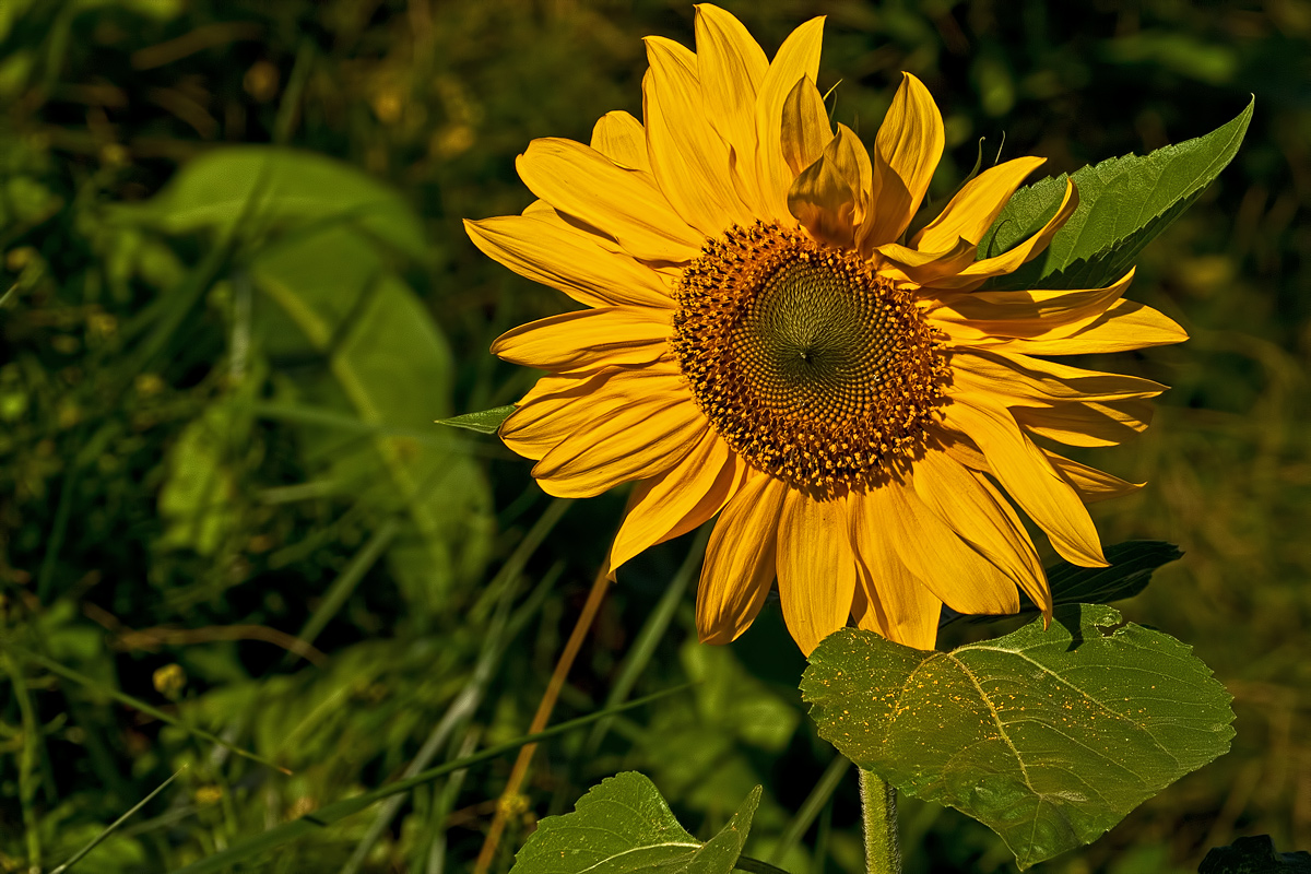Re-post: Sunflower