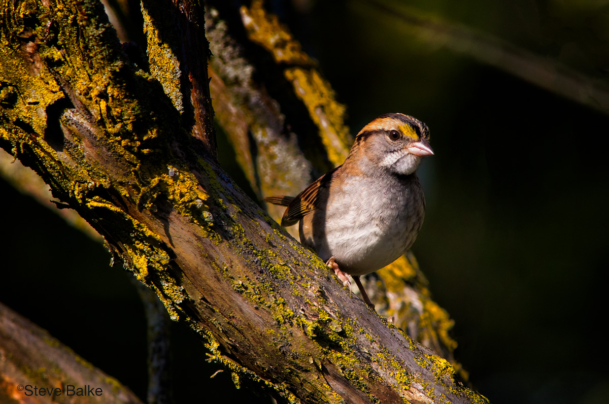 Sparrow+Repost