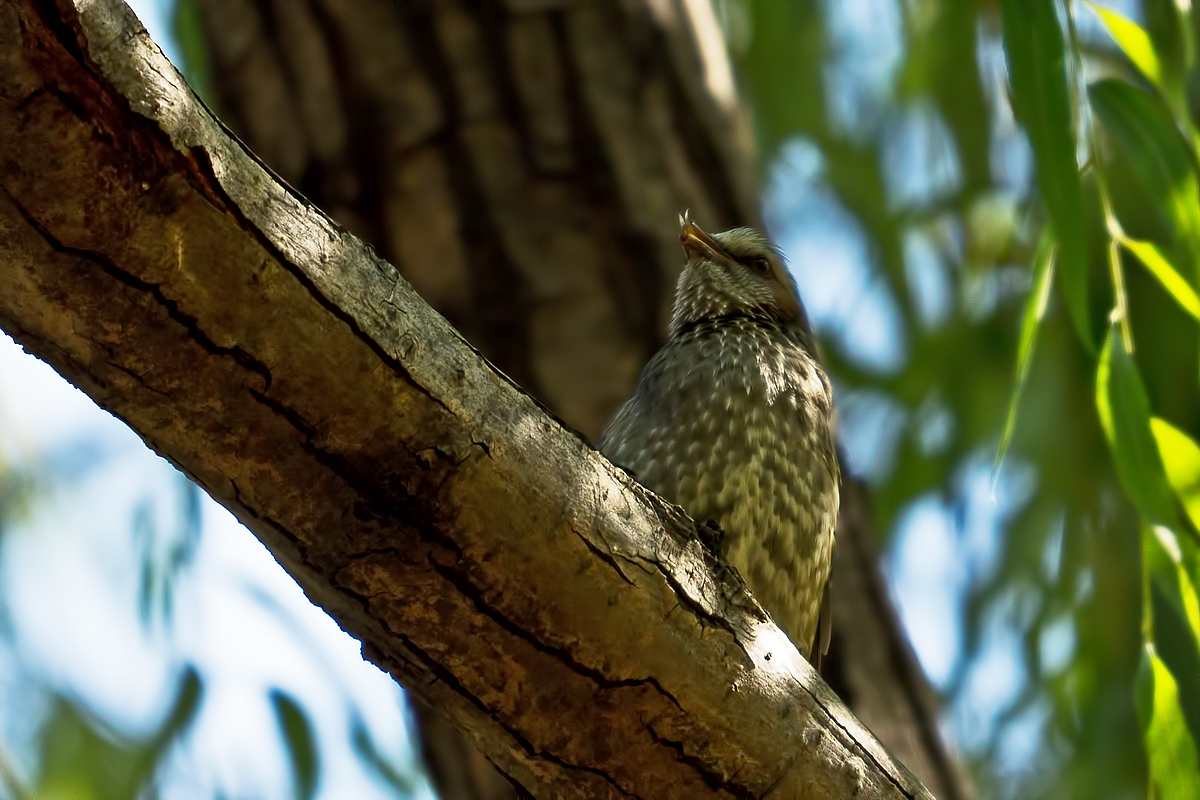 Brown-eared Bulbul