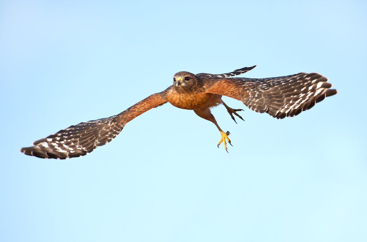 Red-shouldered Hawk
