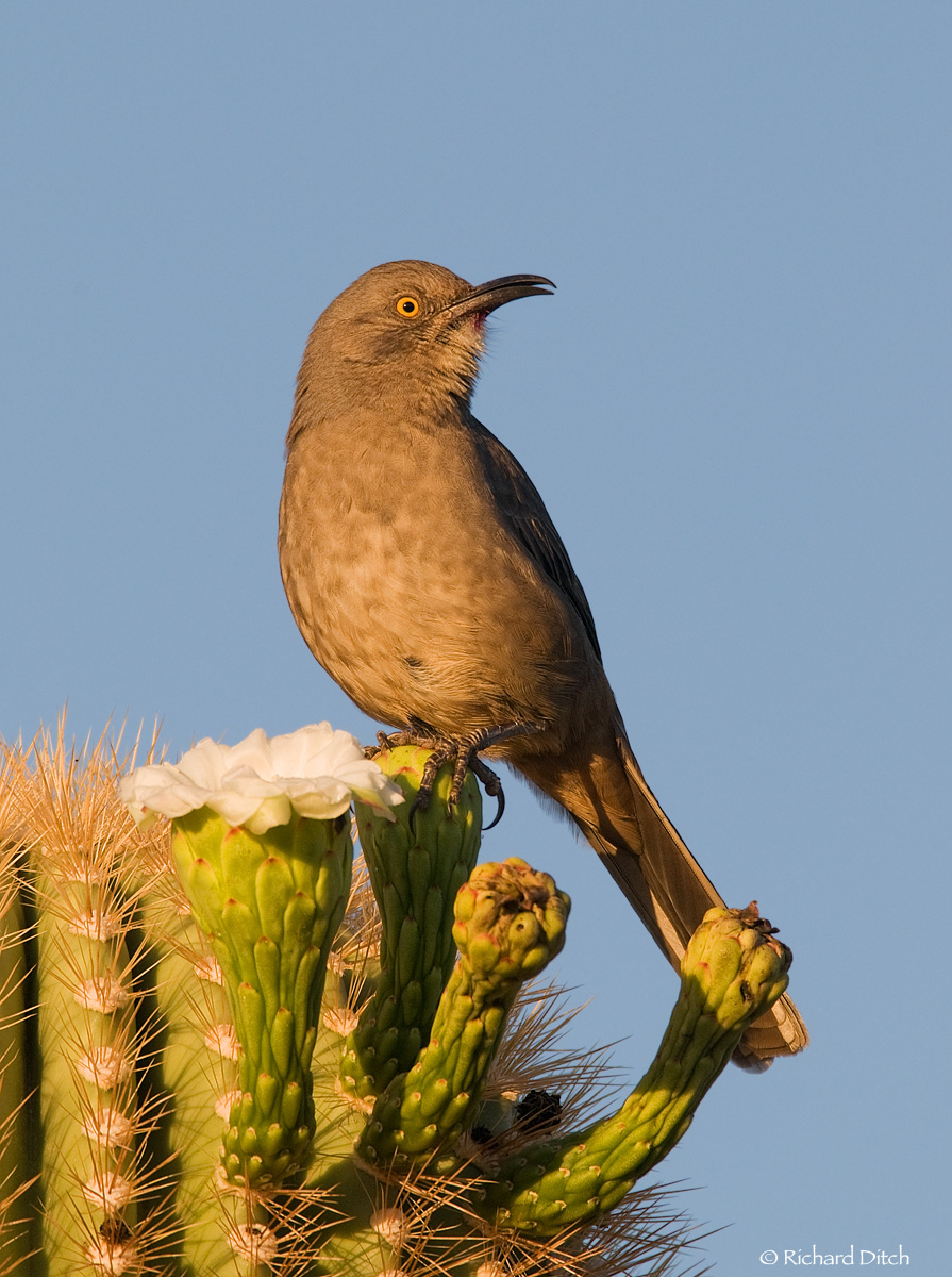 Curve-billed Thrasher