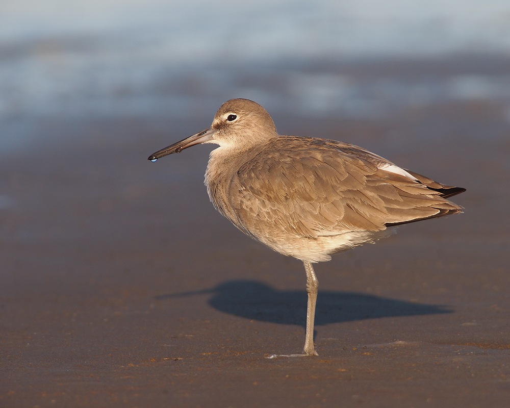Willet Evening Light 3