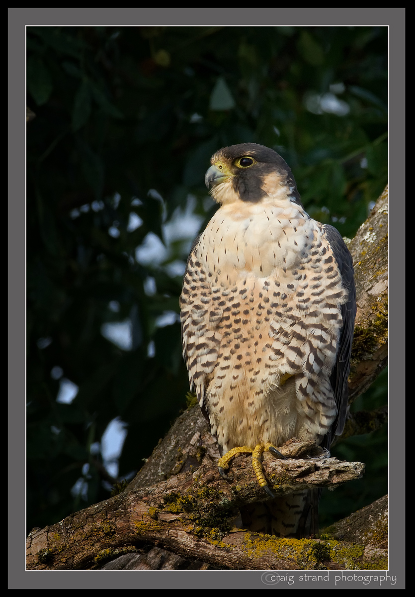 Perigrine Falcon