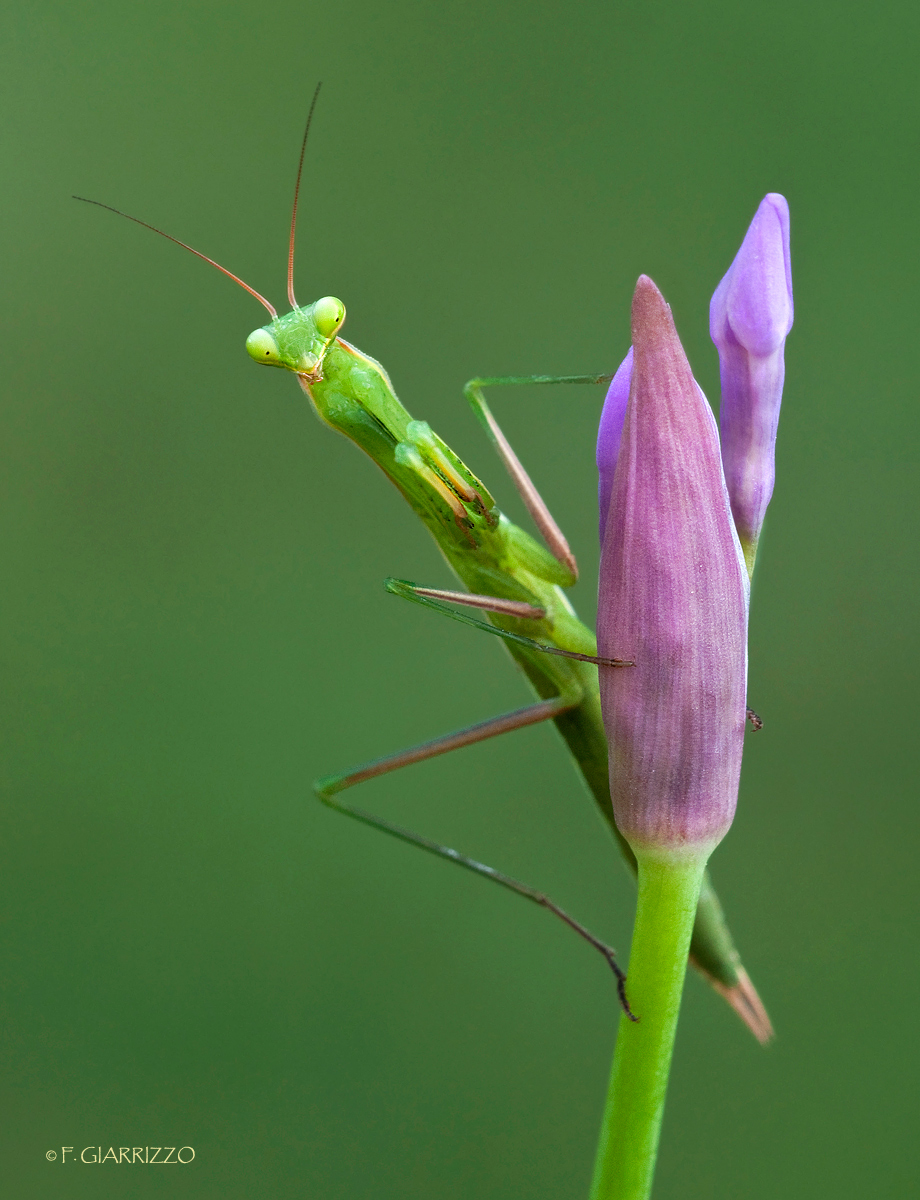 Tiny mantis