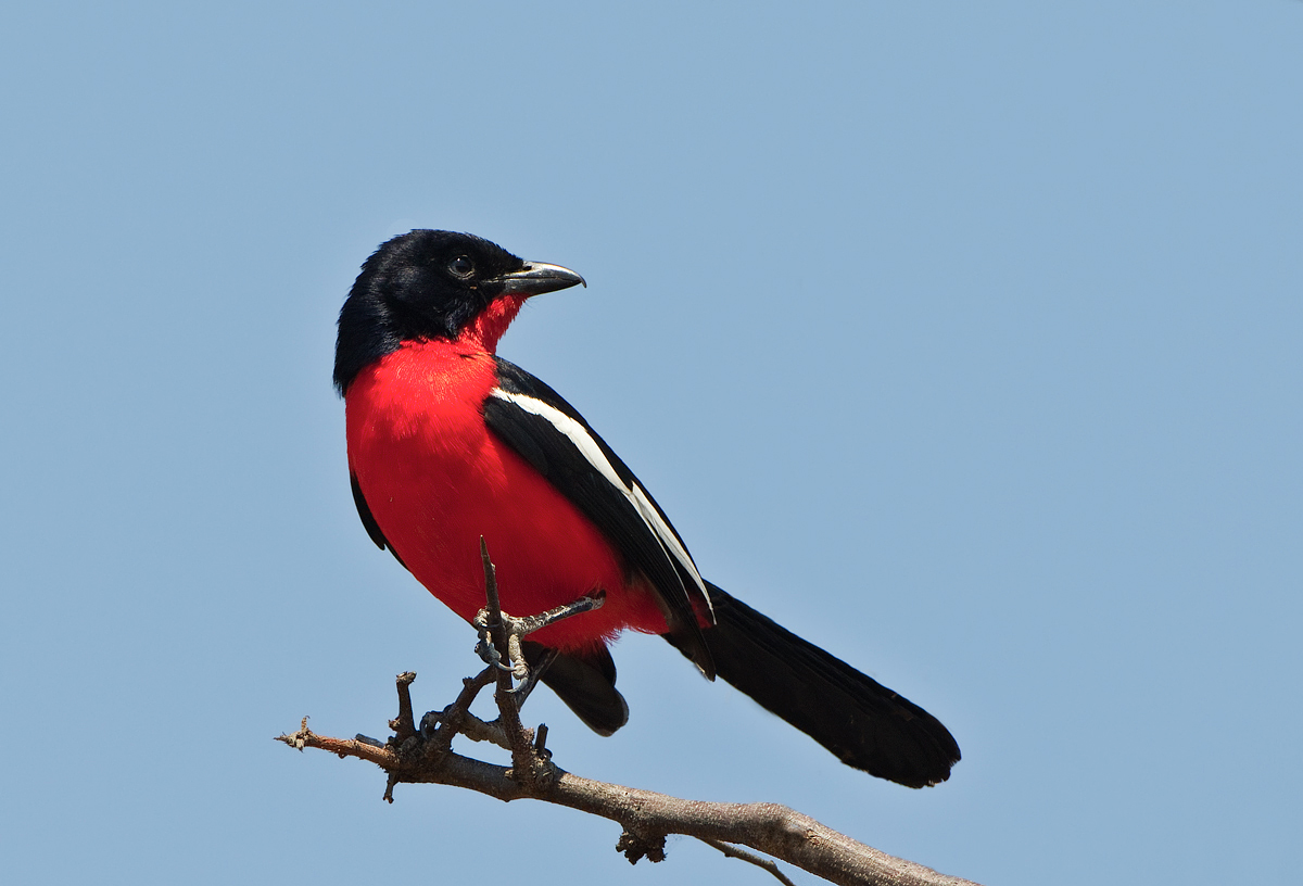 Crimson Breasted Shrike
