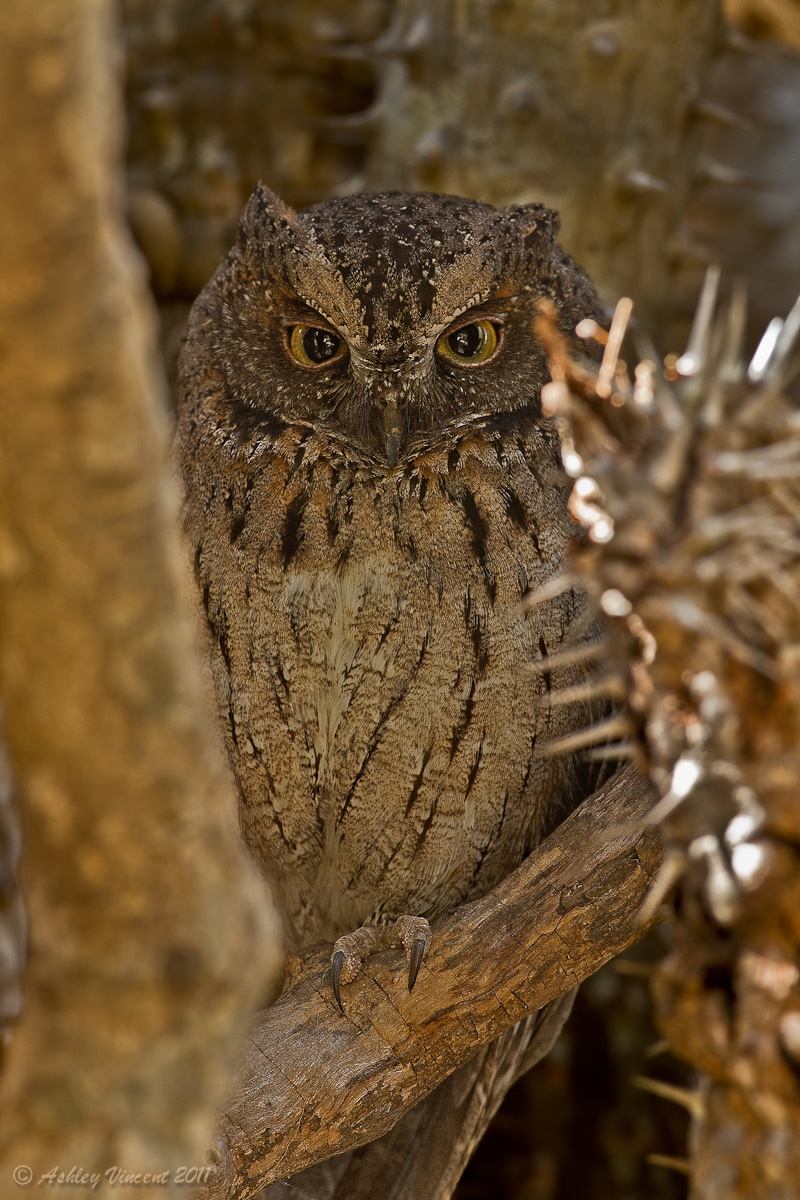 Madagascar Scops Owl