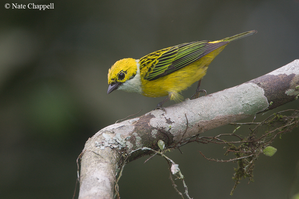 Silver-throated Tanager