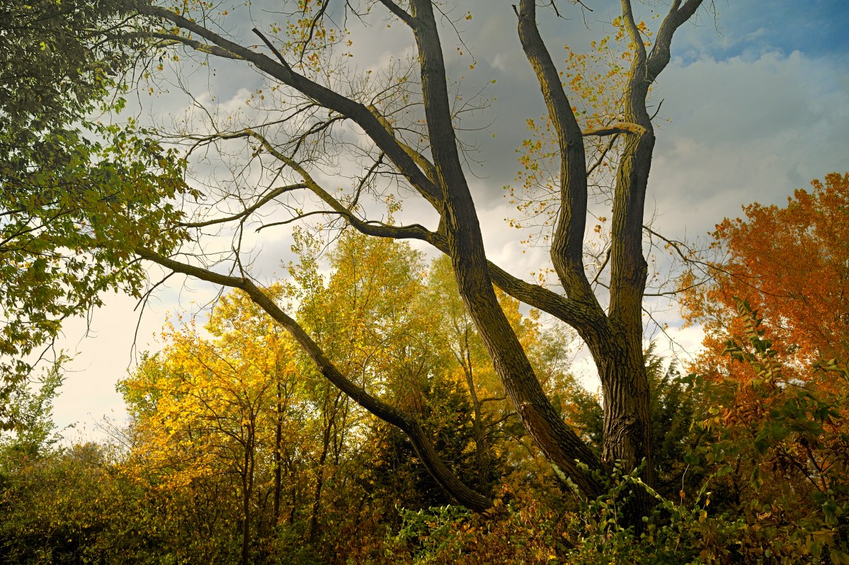 The Lines of Fall