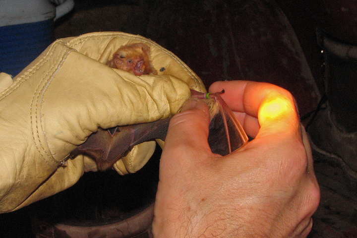 Bat Banding