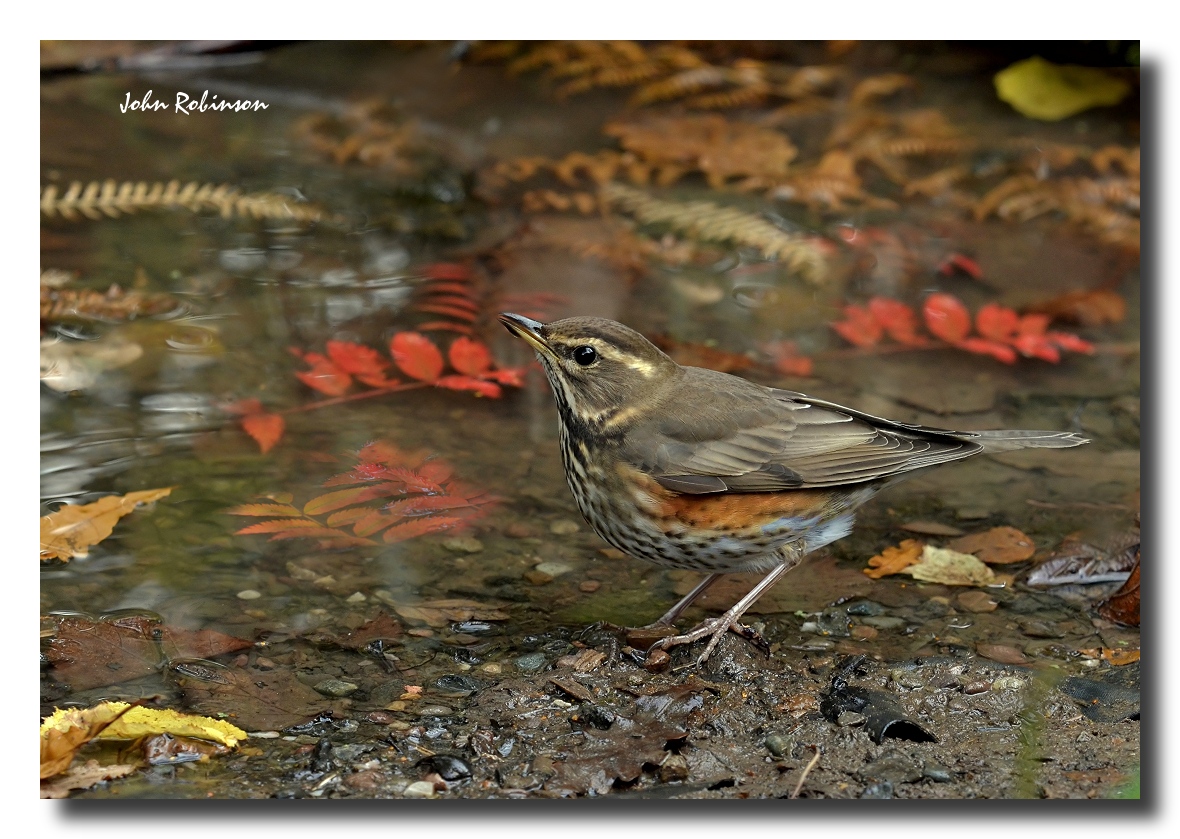 Redwing