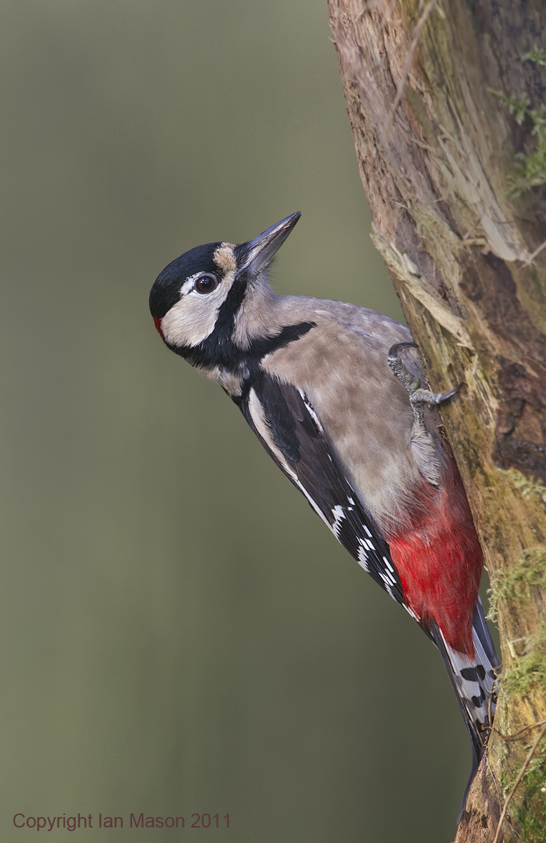 Great Spotted Woodpecker