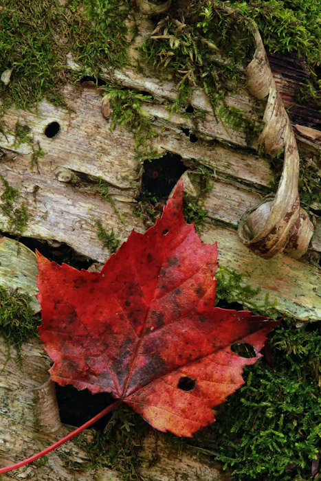 Leaf on decaying  Birch