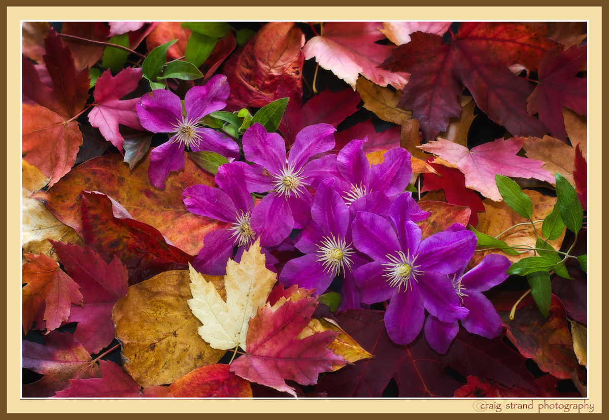 Breath of Autumn