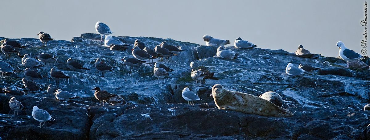 seal with gulls