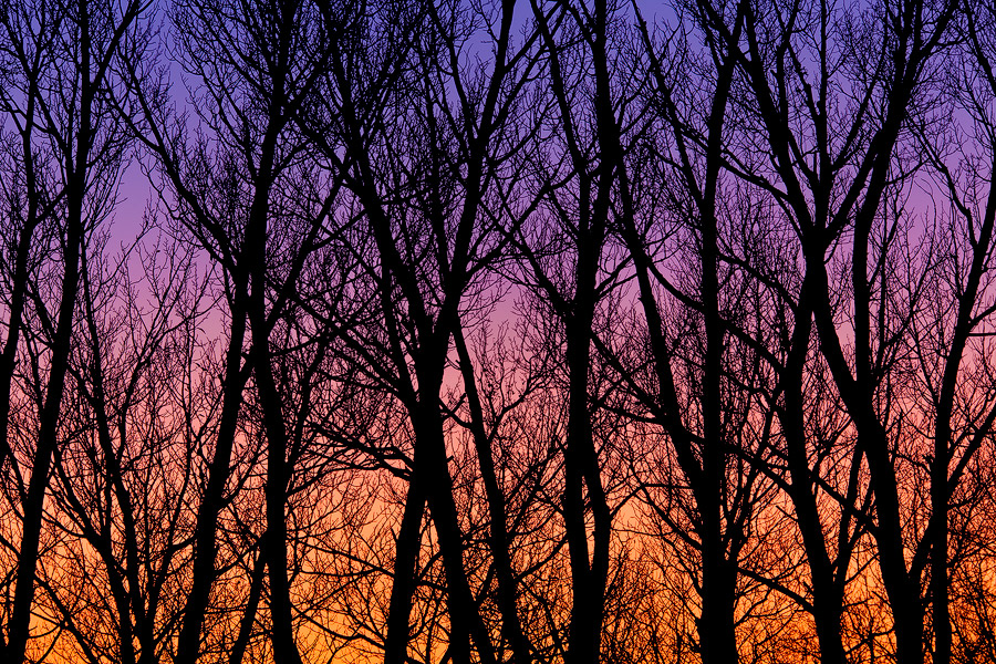Stained Glass Trees