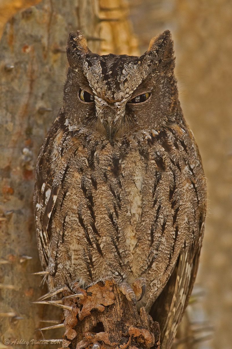 Mr. Mada Scops Owl