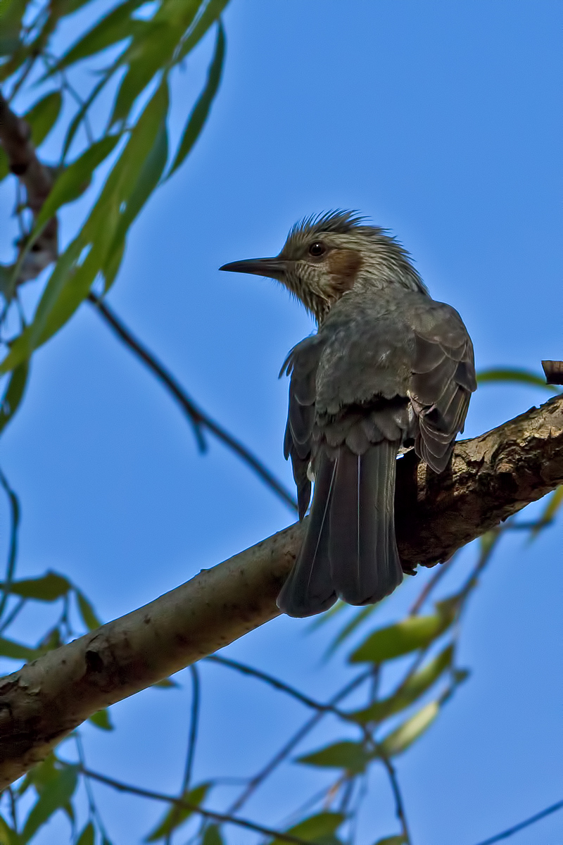 Brown-eared Bulbul II