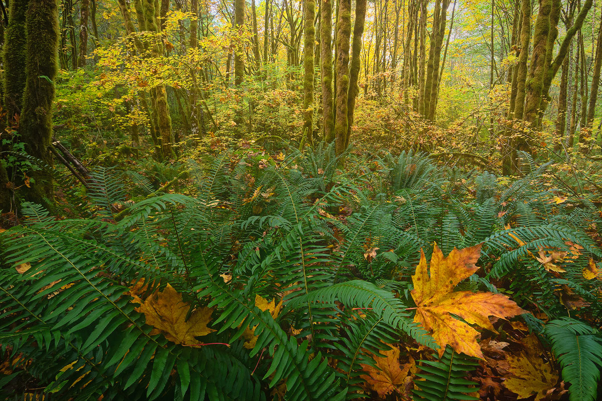 Fern Bombing [+edits]