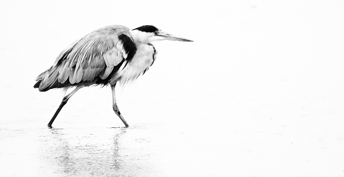 Grey Heron